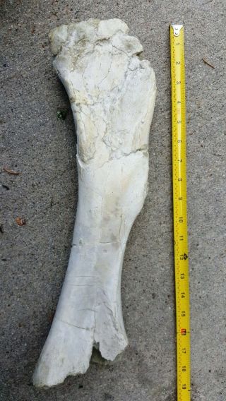 Titanothere Brontothere Large Femur Middle Section From Wyoming