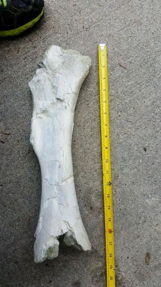 Titanothere Brontothere large femur middle section from Wyoming 2