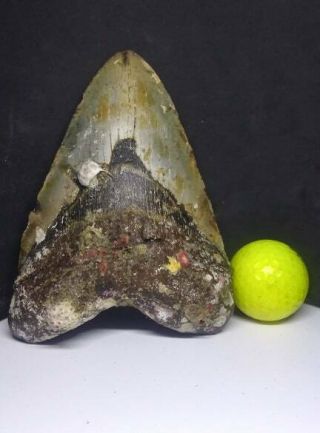 Big &thick 6.  03 " Megalodon Shark Tooth Fossil 100 Authentic