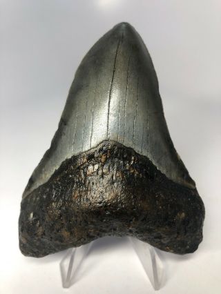 Megalodon Shark Tooth 3.  87” Fossil - - Rare 3930