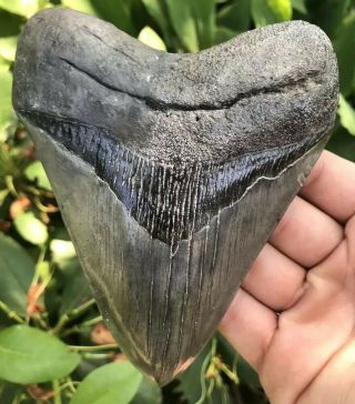 Huge Heavy 5.  32 " Megalodon Tooth Fossil Shark Teeth