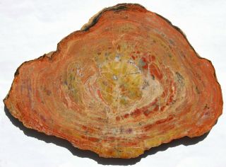 Very Large,  Polished Bright Arizona Petrified Wood Round