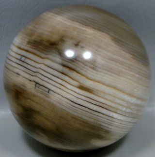 Petrified Wood Sphere Sequoia 2.  75 Inch Stone Fossil Ball Washington 8