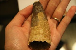 3 Inches Spinosaurus Dinosaur Fossil Tooth Morocco Africa 112 - 97 Million Years