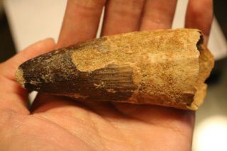 3 inches Spinosaurus dinosaur fossil Tooth Morocco Africa 112 - 97 million years 2