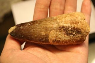 3 inches Spinosaurus dinosaur fossil Tooth Morocco Africa 112 - 97 million years 3