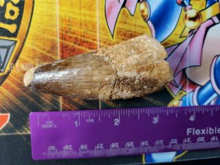 3 inches Spinosaurus dinosaur fossil Tooth Morocco Africa 112 - 97 million years 4
