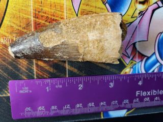 3 inches Spinosaurus dinosaur fossil Tooth Morocco Africa 112 - 97 million years 5