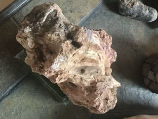 Dinosaur Skull - 100 Natural.  Bone,  Tissue,  Color Late Cret.  Best Deal