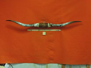 Bull Horns Steer Horn Cow Horn 6 Ft 7 In Mounted Huge Big Texas Longhorn 3544