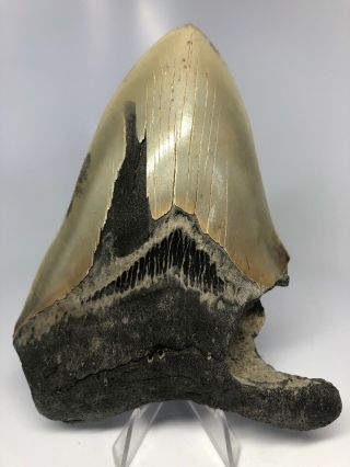 Megalodon Shark Tooth 5.  55” Unique - Rare Fossil - Serrated 3872