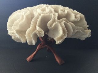 Natural Brain Coral Specimen Large 13” White Ocean Beach Aquarium Display Decor