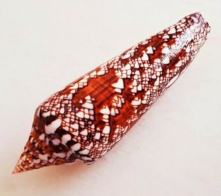 Seashell Conus Bengalensis Exceptional Shell