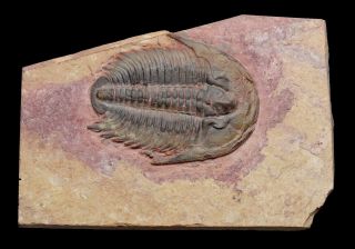 Modocia Typicalis - Marjum Formation,  Utah