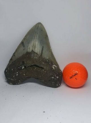 4.  63 " Extinct Megalodon Shark Tooth Fossil 100 Authentic
