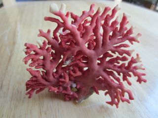 Very Rare Red Coral Branch From Hawaii,  Display Specimen Collector Item 44 Grams