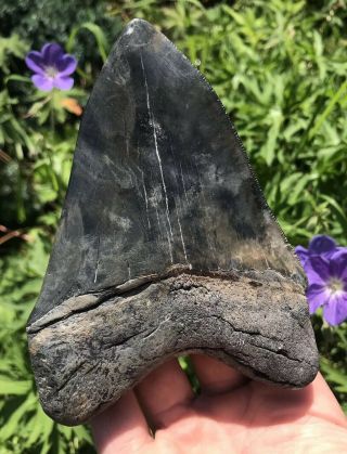 Huge Colorful 5.  21 " Megalodon Tooth Fossil Shark Teeth