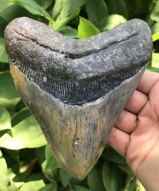 Huge Wide Heavy 5.  68 " Megalodon Tooth Fossil Shark Teeth
