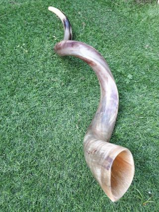 Kudu Horn,  Shofar Full Polished Jewish Shofar 42 - 44 Inch Jumbo Size