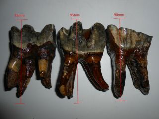 Tooth Of Woolly Rhinoceros Museum Quality Rhino Pleistocene Fossil
