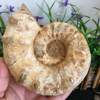833g Natural Conch Fossil Specimens Of Madagascar My717