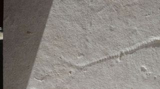 19 inch Diplomystus,  unprepared,  from the Green River formation 3