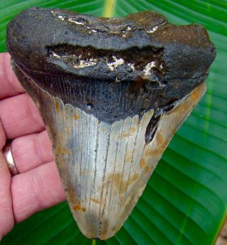 Megalodon Shark Tooth 4 In.  - Real Fossil Sharks Teeth - No Restorations