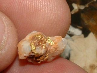 GOLD QUARTZ SPECIMEN 1.  5 GRAM NATURAL GOLD IN QUARTZ CALIFORNIA RED 5