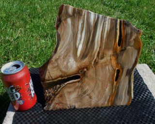 Large Petrified Wood Stand Up Rough R129 Lapidary Mcdermitt Oregon Cabbing Slabs