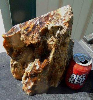 Large Petrified Wood Stand Up Rough R129 Lapidary McDermitt Oregon Cabbing Slabs 4