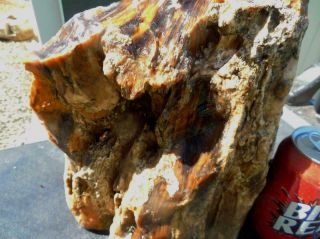 Large Petrified Wood Stand Up Rough R129 Lapidary McDermitt Oregon Cabbing Slabs 5