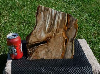 Large Petrified Wood Stand Up Rough R129 Lapidary McDermitt Oregon Cabbing Slabs 6