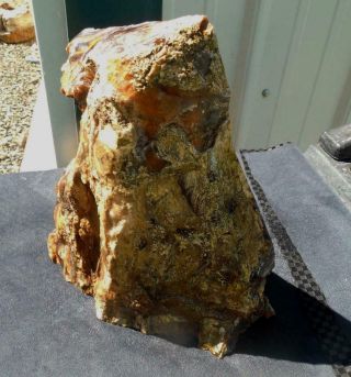 Large Petrified Wood Stand Up Rough R129 Lapidary McDermitt Oregon Cabbing Slabs 7