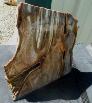 Large Petrified Wood Stand Up Rough R129 Lapidary McDermitt Oregon Cabbing Slabs 8