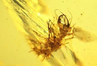 Neuroptera Lacewing Larva Aphid Lion Burmite Myanmar Burmese Amber Insect Fossil