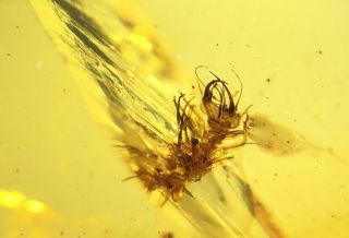 Neuroptera lacewing larva aphid lion Burmite Myanmar Burmese Amber insect fossil 3