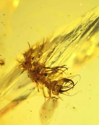 Neuroptera lacewing larva aphid lion Burmite Myanmar Burmese Amber insect fossil 4