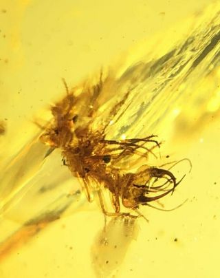 Neuroptera lacewing larva aphid lion Burmite Myanmar Burmese Amber insect fossil 5