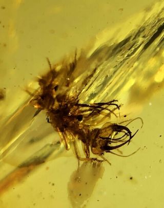 Neuroptera lacewing larva aphid lion Burmite Myanmar Burmese Amber insect fossil 6