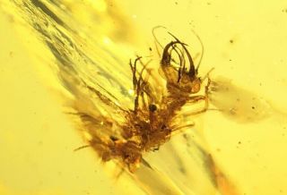 Neuroptera lacewing larva aphid lion Burmite Myanmar Burmese Amber insect fossil 7