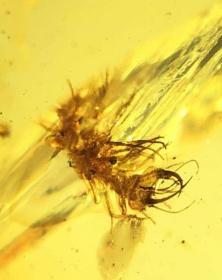 Neuroptera lacewing larva aphid lion Burmite Myanmar Burmese Amber insect fossil 8