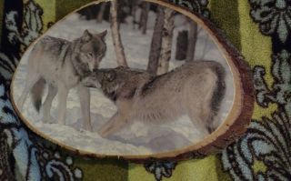 White Wolf Wood Slab Plaque Wall Decor By Ponderosa Ranch