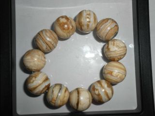 Fossil Woolly Mammoth Tooth Molar Round Bead Stretch Bracelet 20mm