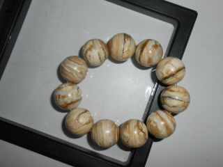 Fossil WOOLLY MAMMOTH TOOTH molar Round Bead Stretch Bracelet 20mm 5