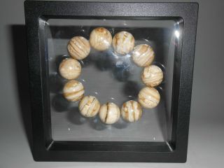 Fossil WOOLLY MAMMOTH TOOTH molar Round Bead Stretch Bracelet 20mm 6