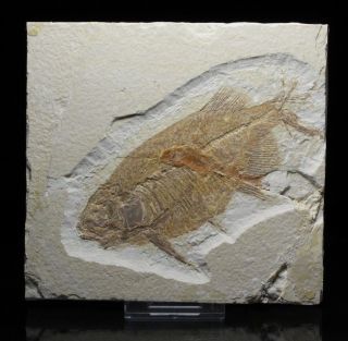 Fossil Fish,  Phareodus Encaustus,  Green River Formation,  Wyoming