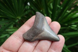 2 3/8 " Megalodon Shark Fossil Tooth Southwest Florida