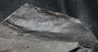 Arthropleura Carboniferous Fossil Myriapod,  Rare Inner Part