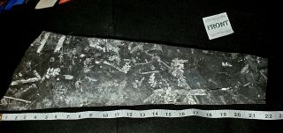 22×8 " Museum Quality White Carboniferous Fern Fossil Specimen Sphenopteris Fronds
