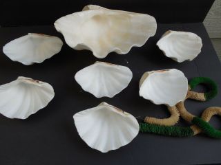 Natural Clam Shell 12 " And 6 Smaller 6 ",  - Shell Set